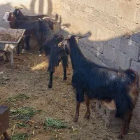 فروش بز|حیوانات مزرعه|داراب, |دیوار