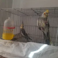 یک جفت عروس هلندی