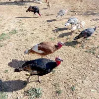 بوقلمون فروشی تعداد7