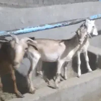 بزصلاله نژدی شیری آبستن بادوکهره