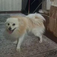 سگ نرخانگی|سگ|نورآباد, |دیوار