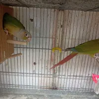 پرنده گمشده