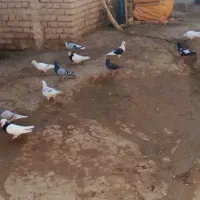 کفتر پرشی|پرنده|تربت جام, میان جام|دیوار