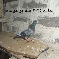 کبوتر پلاکی|پرنده|میاندوآب, |دیوار