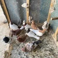 کفتر رنگه ۱۰ تا