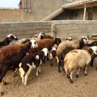 میش وبره|حیوانات مزرعه|الیگودرز, |دیوار