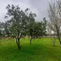 2000-متر-باغ-برای-فروش