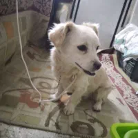 سگ پا کوتاه|سگ|اسفراین, |دیوار