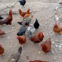 فروش مرغ و خروس محلی