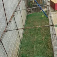 قفس جوجه و بلدرچین|لوازم جانبی حیوانات|چمستان, |دیوار