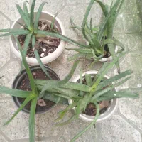 گل آلوئه ورا