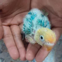 جوجه سرلاکی  طوطی برزیلی|پرنده|قم, یزدان‌شهر|دیوار