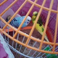 مرغ عشق دستی