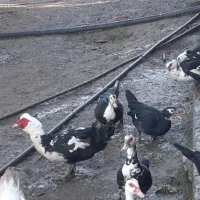 خروس محلی و اردک|حیوانات مزرعه|ساری, |دیوار