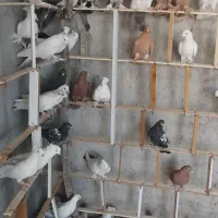 کبوتر سرخ زرد دم سیاه سینه ای|پرنده|اصفهان, شمس آباد|دیوار