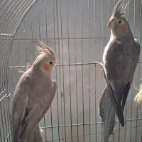 دوعدد عروس هلندی|پرنده|گرگان, |دیوار