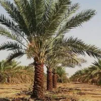 هرس باغ خرما با اره برقی