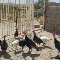 بوقلمون محلی|حیوانات مزرعه|نهاوند, |دیوار