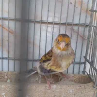 سهره قناری مست مست