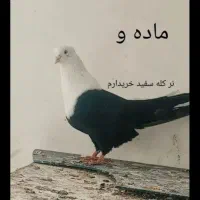 کبوتر سر سفید