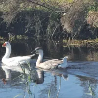 ویلا مبله با تسهیلات و شرایط