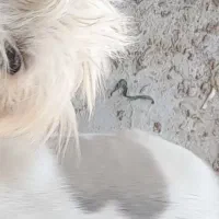 توله  چند ماه  قیمت با شما  فوری