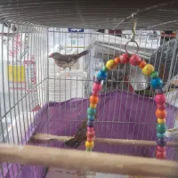 دو عدد فنچ توت فرنگی مولد|پرنده|کرج, برغان|دیوار