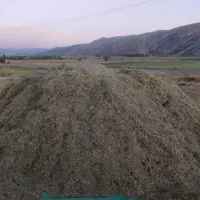 یونجه