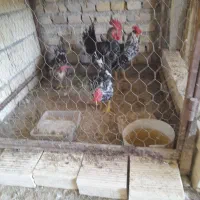 فروش مرغ رسمی و خروس گلین|حیوانات مزرعه|یزد, |دیوار