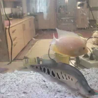 فروش ماهی مانستر سورم . پولی . نایف . پیکاک