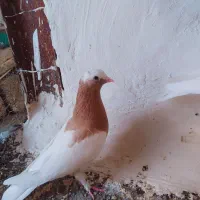 کبوتر معاوضه با ماده پلاکی گاهک|پرنده|نورآباد ممسنی, |دیوار