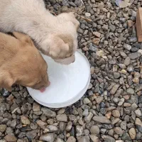 پیتبول|سگ|تبریز, |دیوار