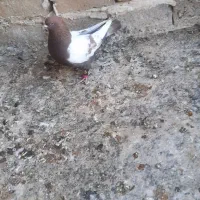 نرسینه سرخ نر سار