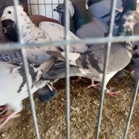 حیوان|پرنده|کرج, خرمدشت|دیوار