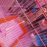 عروس هلندی‌های سرحال به فروش می‌رسد نر و ماده