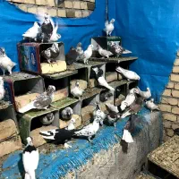 کفتر|پرنده|کاشان, ۲۲ بهمن|دیوار