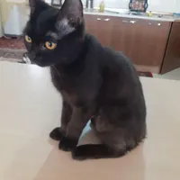 گربه