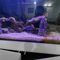 ماهی تانگانیکا فرانتوزا کالووس دبوسی