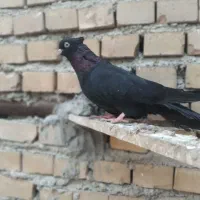 زاغ ماده|پرنده|بندر ماهشهر, |دیوار