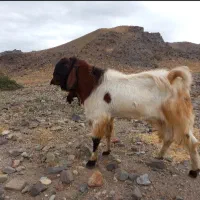 بز پاکستانی اصل|حیوانات مزرعه|مشگین شهر, |دیوار