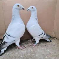 کبوتر شوریستر و موریس