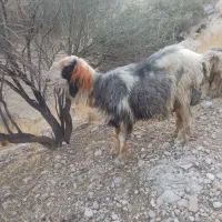 قوچ.دوسال.قیمت45