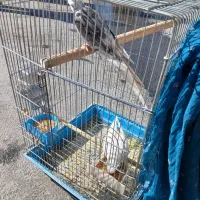 ۴ جفت عروس هلندی|پرنده|شیراز, تل حسینآباد|دیوار