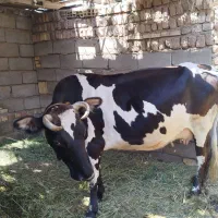 گاوه فروشی