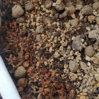 ویزیت تخصصی گیاه آپارتمانی در منزل|گل و گیاه طبیعی|کرمان, |دیوار