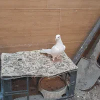 کبوترهای طوقی نروماده بفروش می رسد