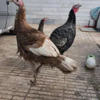 بوقلمون نر|حیوانات مزرعه|کرمان, |دیوار