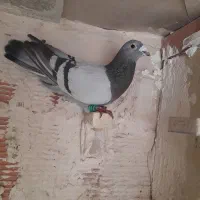 کبوتردم زرد|پرنده|کرمان, |دیوار