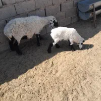 گله فروشی گوسفند وبز زائیده وآبست|حیوانات مزرعه|زاهدان, |دیوار