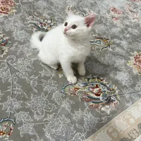 گربه|گربه|گنبد کاووس, |دیوار